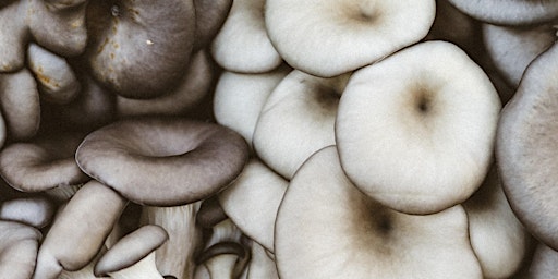 Learn to Grow Oyster Mushrooms at Home