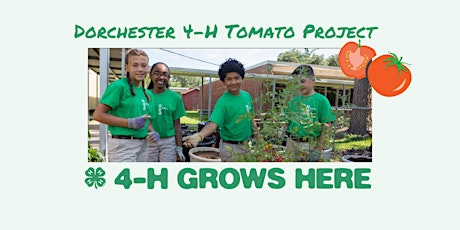 Dorchester County 4-H Tomato Project 2023