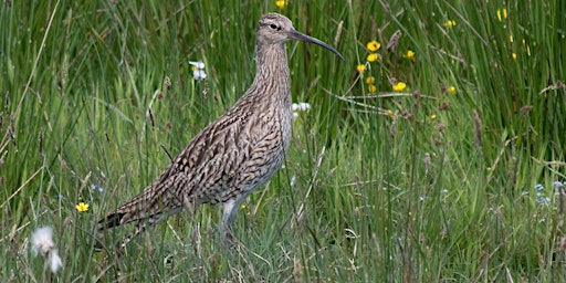 A Future for Curlews