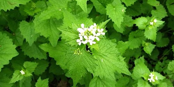 Phenology of Terrestrial Invasives