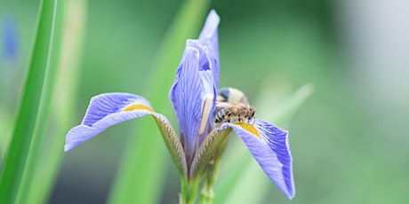 Restoring Pollinator Pathways