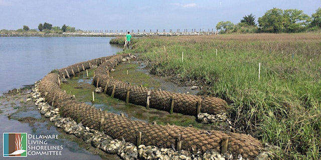 Image principale de Introduction to Living Shorelines Training