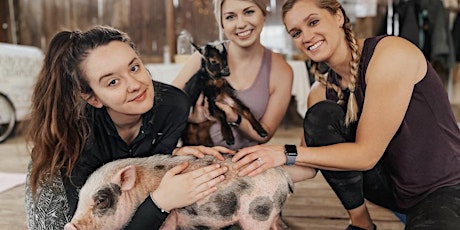 Yoga with Adoptable Pigs (Downward Dog & Little Hogs)