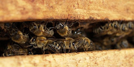 Imagem principal do evento Beekeeping 101 - Thriving Hive Beginning Beekeeping