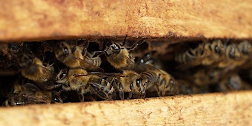 Beekeeping 101 - Thriving Hive Beginning Beekeeping  primärbild