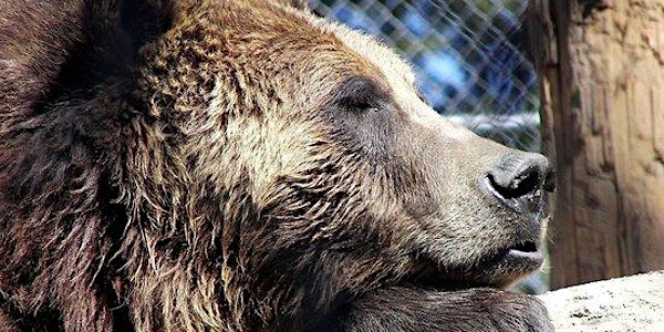 Big Bear Hike & Alpine Zoo Day Trip - Big Bear Lake, CA