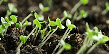 Hauptbild für Growing Winter Vegetables from Seed