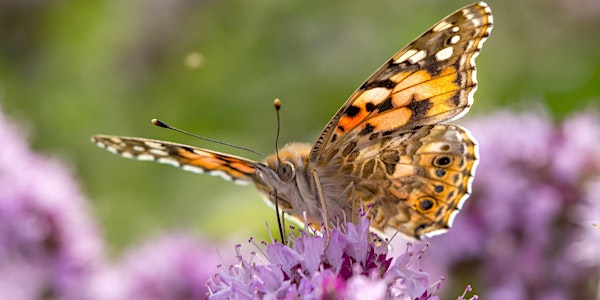 Michael Smith Bioblitz