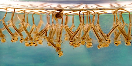 Image principale de Waterbugs at Tulip St Pond