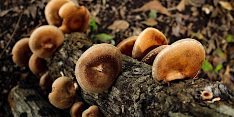 Mushroom Log Class