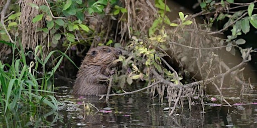 Living with an ecosystem engineer: beavers, their ecology and management