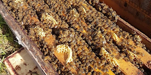 Basic beekeeping introduction