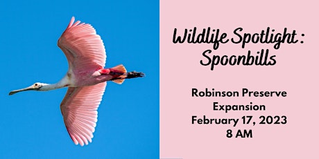 Wildlife Spotlight: Spoonbills 2023