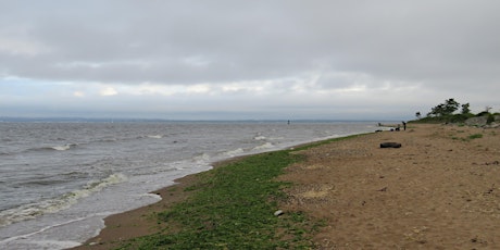 Lemon Creek Pier Beach Cleanup (Sharrott Ave) primary image