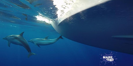 Immagine principale di Workshop Fare ricerca sui cetacei - Doing research on cetaceans 
