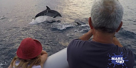 Immagine principale di Finding Dolphins - Alla ricerca dei delfini 