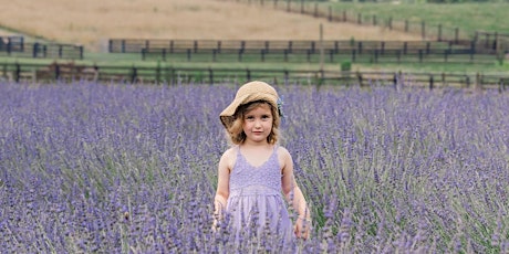 Lavender Field Pro Photography Sessions
