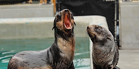 Pinniped Personalities: Ask an Expert