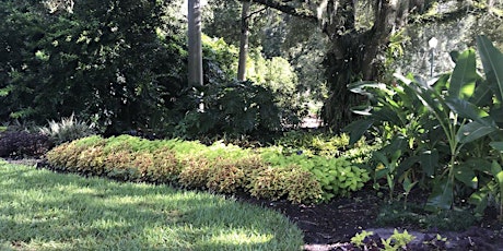 Transplanted Gardener (New to Florida?)