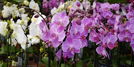 Free Class: Growing Orchids