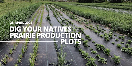 Dig Your Natives: Prairie Production Plots