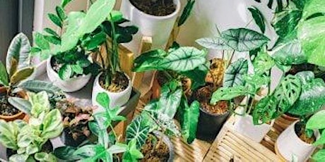 Plants 101 for Beginners
