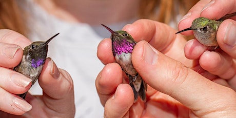 Hummingbird Banding 