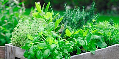 Planning, Planting, and Harvesting Herbs primary image