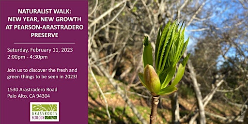 Naturalist Walk: New Year New Growth at Pearson-Arastradero Preserve