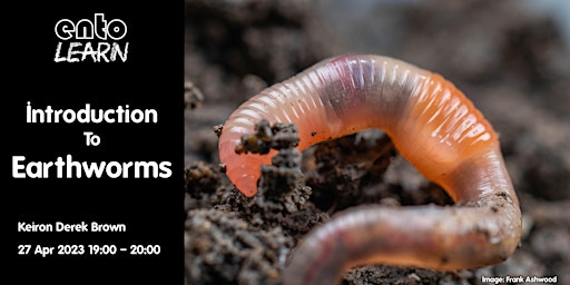 Imagem principal do evento Introduction To Earthworms