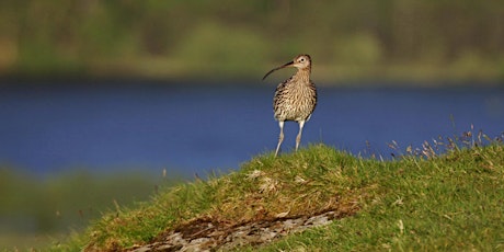 Lough Erne Curlew Cruise primary image
