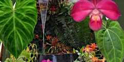 Florida West Coast Orchid Society Show and Sale
