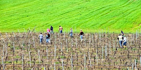 Agricoltura sociale e lavoro nelle aree rurali fragili