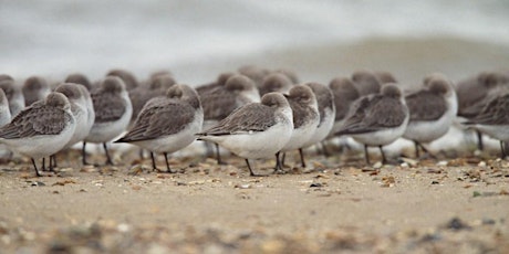 Winter Wader & Waterfowl at RSPB Hayle nature reserve primary image