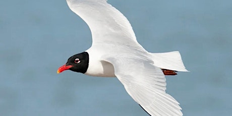Bird ID - Gulls - Real Birders Don't Say Seagull