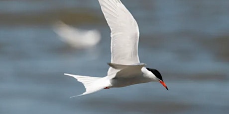 Bird ID - Terns  primärbild