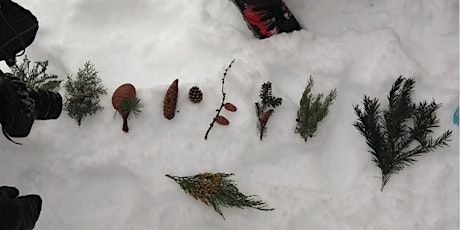 Primaire afbeelding van Trees in winter in the Swiss Alps