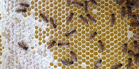 Beekeeping 101 Lunchtime Lounge primary image