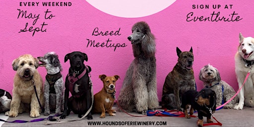 Bernese Mt Dog Meetup-Hounds of Erie Winery Presents: Dog Days of Summer