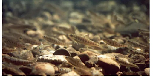 Tracing the Atlantic Salmon - new discoveries, knowledge and technology
