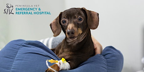 Small Animal Updates For Busy Vets & Vet Nurses primary image