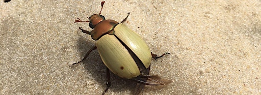 Collection image for Beetles