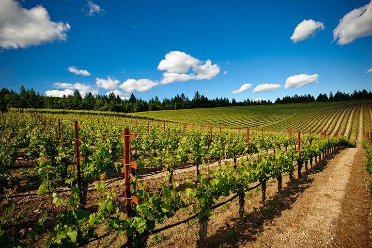 Private Vineyard Tour to Long Island Wine Country w/ Wine Tasting, Transportation and Private Host