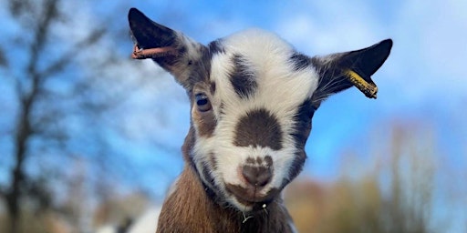 Primaire afbeelding van Merrist Wood Farm Open Days.