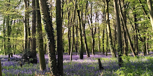 A Springtime Walk at Wanstead Park  - Epping Forest Guided Walk