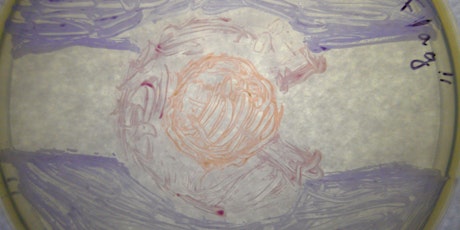 Agar Art Workshop - 4/7 primary image