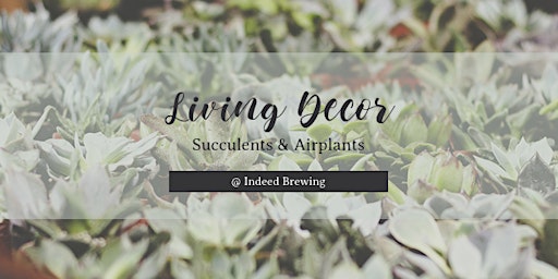 Living Decor | Succulents & Airplants