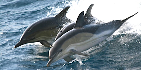 Living Seas Talk - Dr Jade Berman primary image