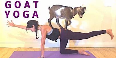 Yogoat Goat Yoga at Living Fitness