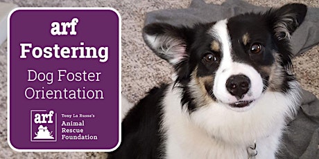 Online Dog Foster Orientation 2/22/23